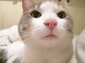 Mis gatos Mis gatos