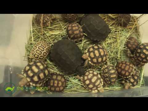 YouTube reptile video