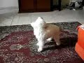 Maylow, o cachorro cantante