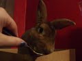 Disapproving Rabbit Eats Canned Pumpkin
