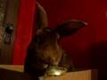 Disapproving Rabbit Eats Canned Pumpkin