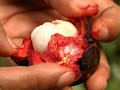One Healthy Habit Mangosteen - The Story One Healthy Habit Mangosteen - The Story