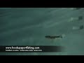 Underwater Swimbait Action
