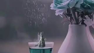WhatsApp ucun qısa video