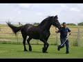 Buying my first horse, a Friesian mare!