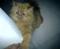 crazy cat!!! crazy cat!!!