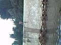 saltos en burgui