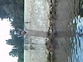 saltos en burgui