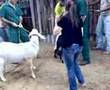 Coleta de semen caprino