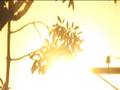 videos de arvores