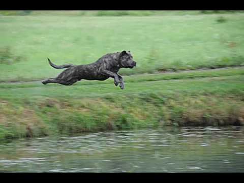 Canary Dog - Calandor de la Guardia Young male out of