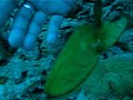 Cuttle Fish Cuttle Fish
