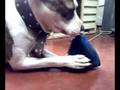 videos de zuka baez aburridaaa