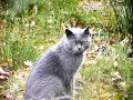 gros plan sur le chartreux