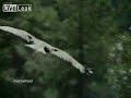 Golden Eagle