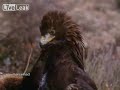 the golden eagle (aquila chrysaetos) is one of the best known birds of prey in the northern hemisphere. like all eagles, it belongs to the family accipitridae. once widespread across the holarctic, it has disappeared from many of the more heavily populated areas. it has a wingspan averaging over 2 m (7 ft) and up to 1 m (3 ft) in body length.