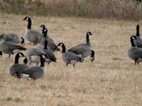 Cackling goose recipe