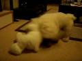 videos de Remy poopie