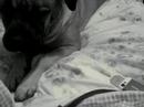 bullmastiff