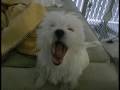 videos de Bella's Yawn