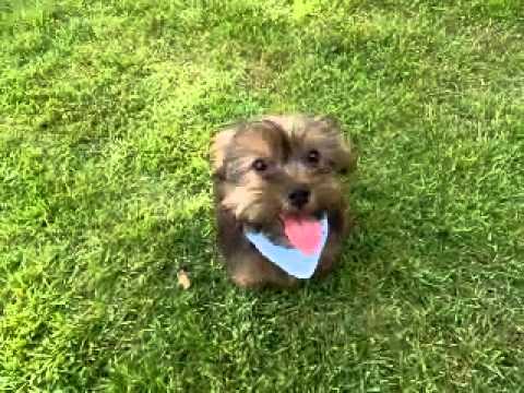 Bentley...Adorable First Generation Shorkie!!