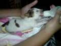 videos de ROH epaniel breton