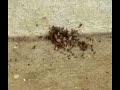 timelapse of ants eating a piece of ham.