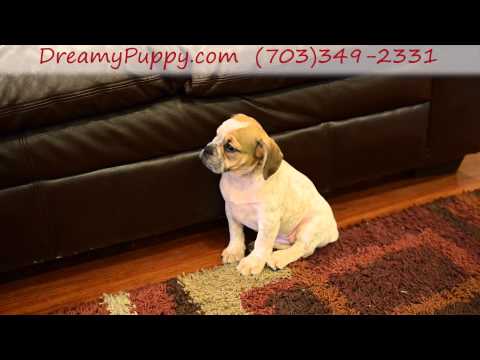Pretty Mini Bulldog Girl!