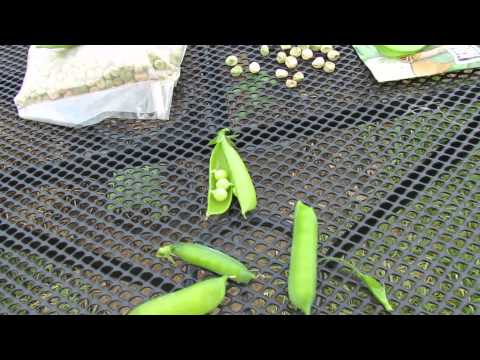 how to cook sugar snap peas uk