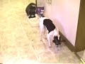 kedi kopek yemek kavgas? kedi kopek yemek kavgas?