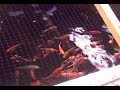 koi in local dealer  teesside koi 