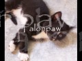 Warriors: ShadowClan Cats Warriors: ShadowClan Cats