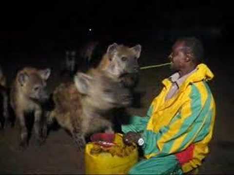 hyena