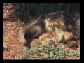 Passeio Animal - Tamanduá