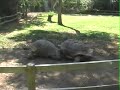Aldabra Tortoises Aldabra Tortoises