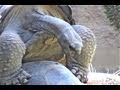 Oldest-Living-Animal