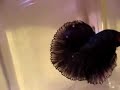 Black Melano Halfmoon Betta (Fish: Fighting Fish)