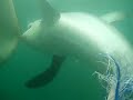Great White Shark nibbles boat propeller cover
