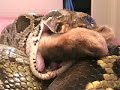 Snake Eats Rabbit