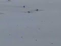 2008 US Rowing NSR #2 Women's Pair Final