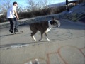 Click here to watch this video Stockyard Ditch Throwaway