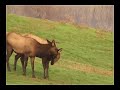 Roosevelt Elk, Oregon