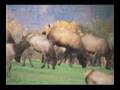 Roosevelt Elk, Oregon