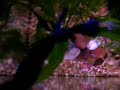 betta en communautaire betta en communautaire