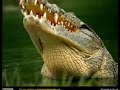 Vahsi Ya?am(Wild Life)