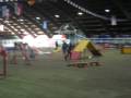 videos de riccardo e spritz agility 2 voghera dicembre 2008
