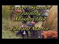 Sporting Scene - Cocker Spaniel Training Master Class P1 . Cocker Spaniel