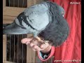 Ismail B pipa derby pigeon voyageur maroc sale lawla3a animal 10 Ismail B pipa derby pigeon voyageur maroc sale lawla3a animal 10