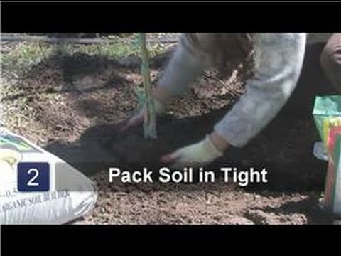 video-linktoworks-Fruit Trees 101 : How to Plant Avocado Trees