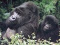 Positively Vetting Atheism #2-If Humans evolved from monkeys, why are there still monkeys?